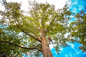 Best Seasonal Cleanup (Spring/Fall)  in Parker, TX